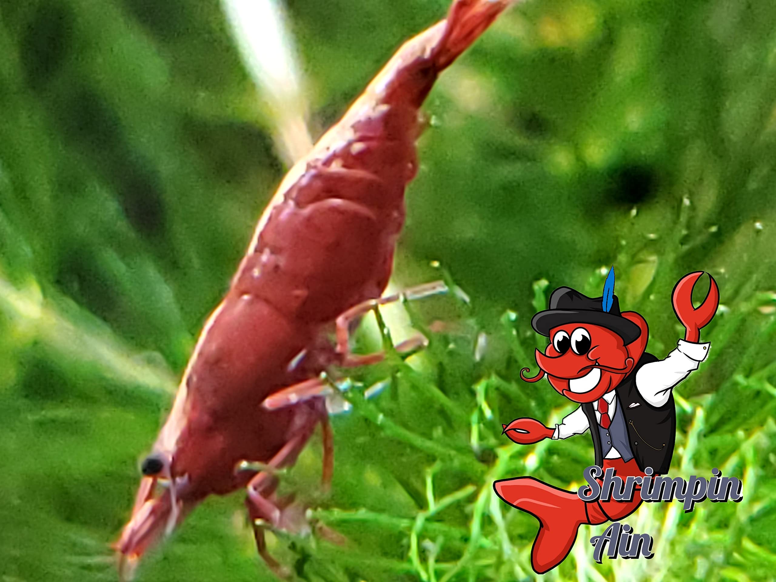 Red Cherry Shrimp (Higher Grade) **sold as each**