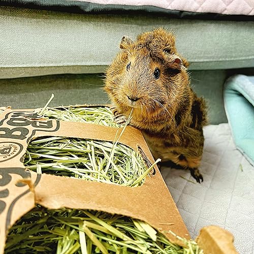 Miniatura 4 de GuineaDad Timothy Hay Bar  Comida para conejillos de indias  Paquete de 5  Alimento para mascotas para conejos, animales pequeños, comida para