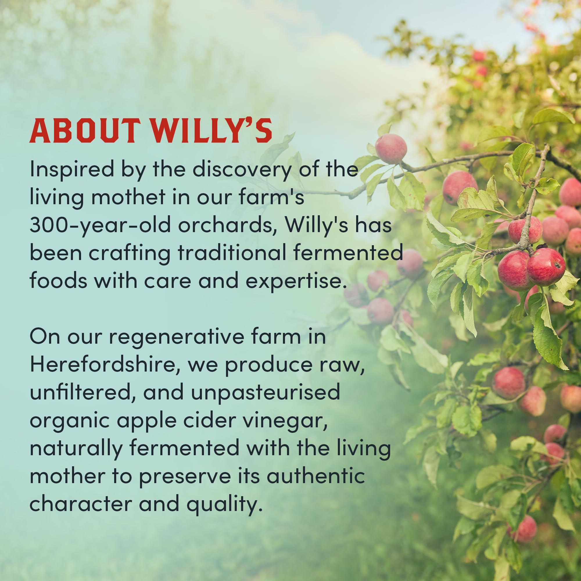 Willy's ACV Organiczny żywy probiotyczny ocet jabłkowy z matką dla zdrowia jelit - świeży kurkuma, miód i czarny pieprz (1 x 500 ml)