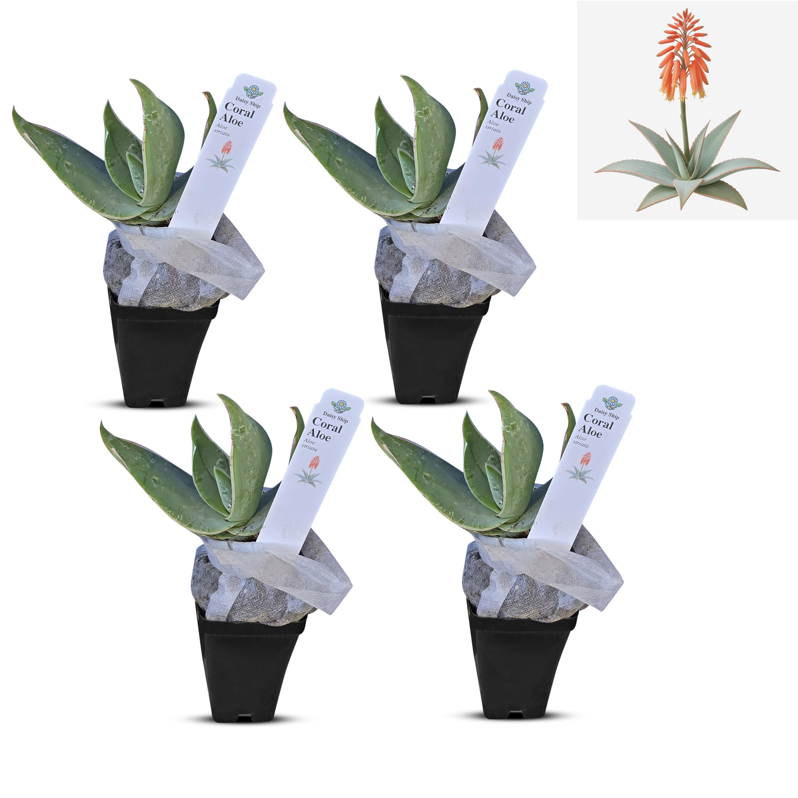 Coral Aloe Plants Aloe striata 4 Pack