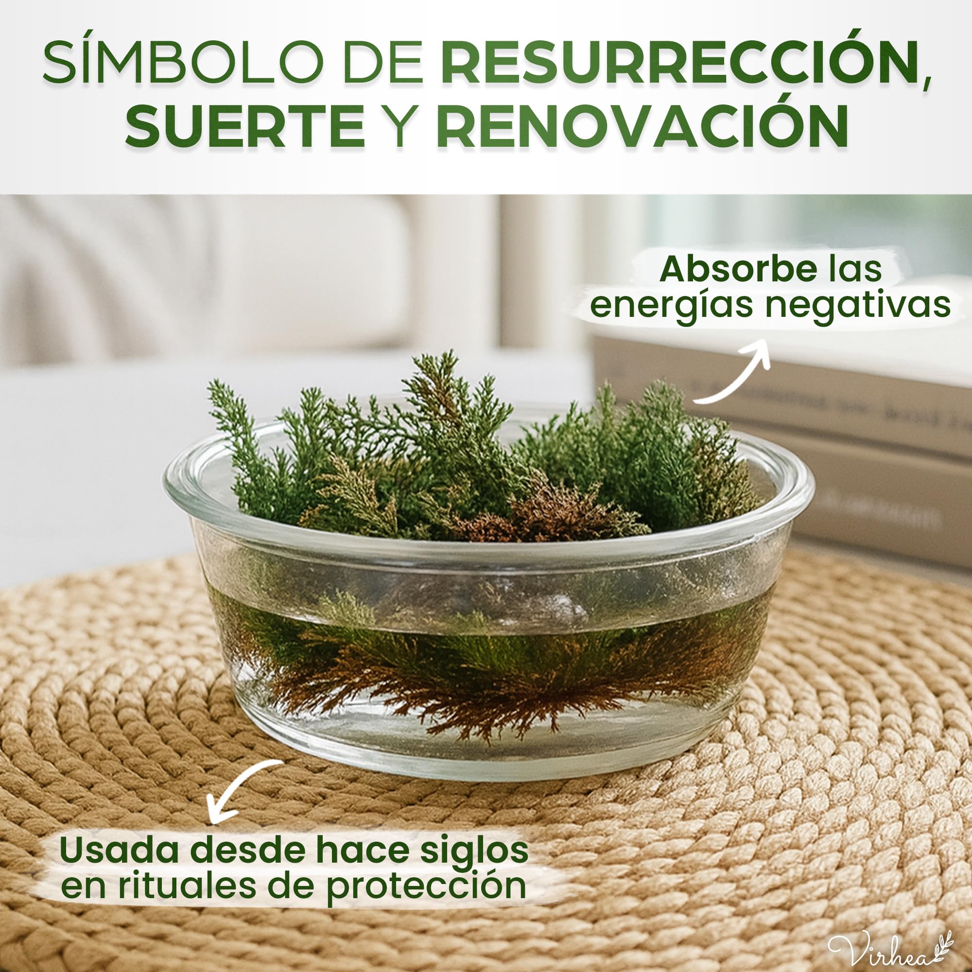 Rosa de Jericho x2 - Planta Natural Auténtica Rosa de Jerico - Flor de Jerico Verdadera para Decoración - Rosa del Desierto Viva - Ideal para Regalos y Feng Shui