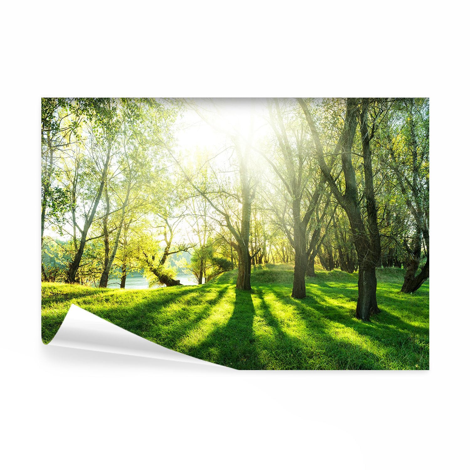 Papier Peint Panoramique Forêt lueur soleil nature