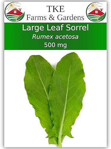 TKE Farms - Semillas de acedera de hoja grande para plantar, 500 mg aprox. 500 semillas, Rumex acetosa
