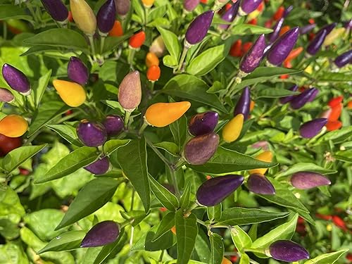 Miniatura 4 de Semillas de primera calidad de pimienta púrpura ornamental arcoíris boliviano para plantar paquete
