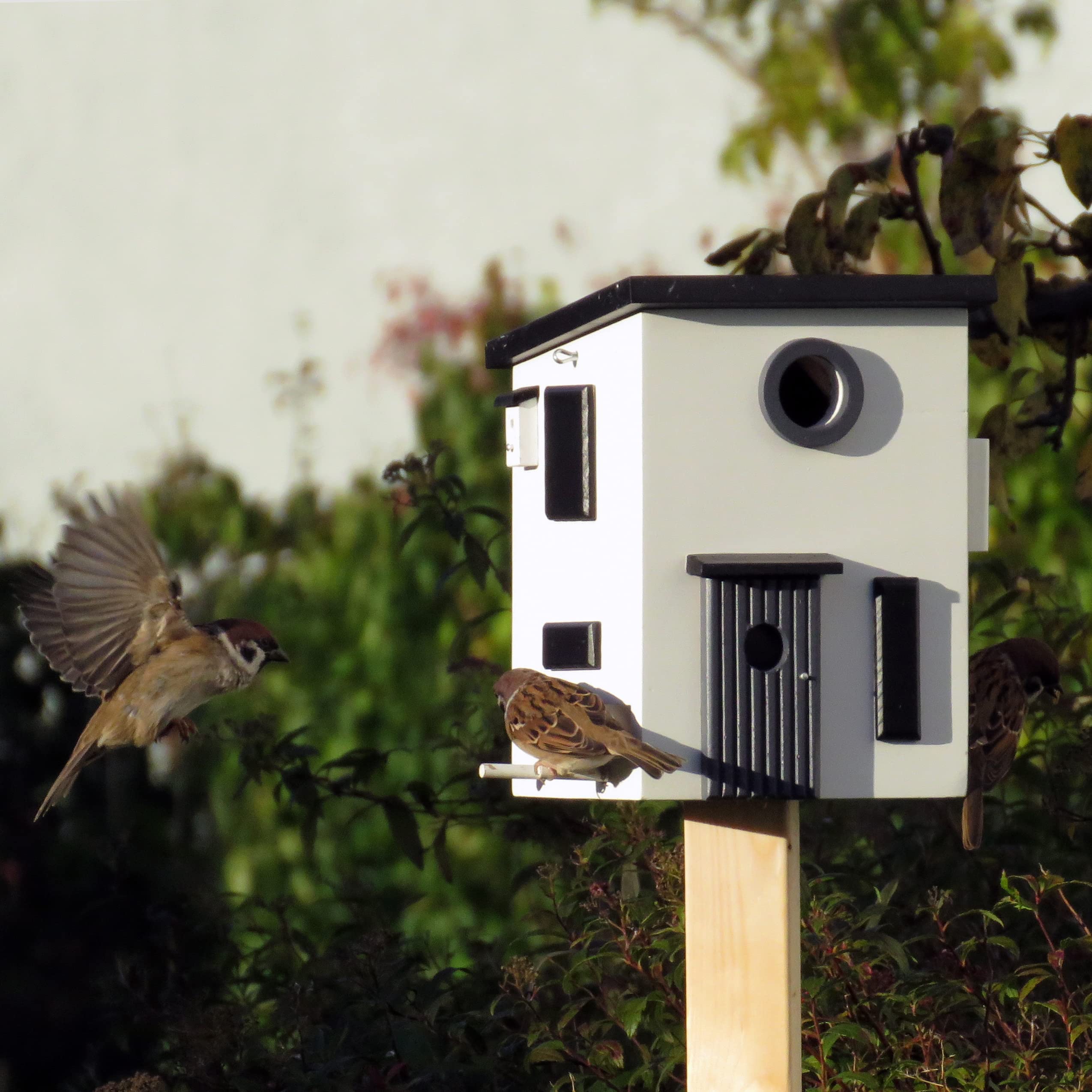 Wildlife Garden WG108 Multiholk Bauhaus - Der Kombinierte Vogelfutterhaus und Nistkasten/Vogelhaus aus Holz