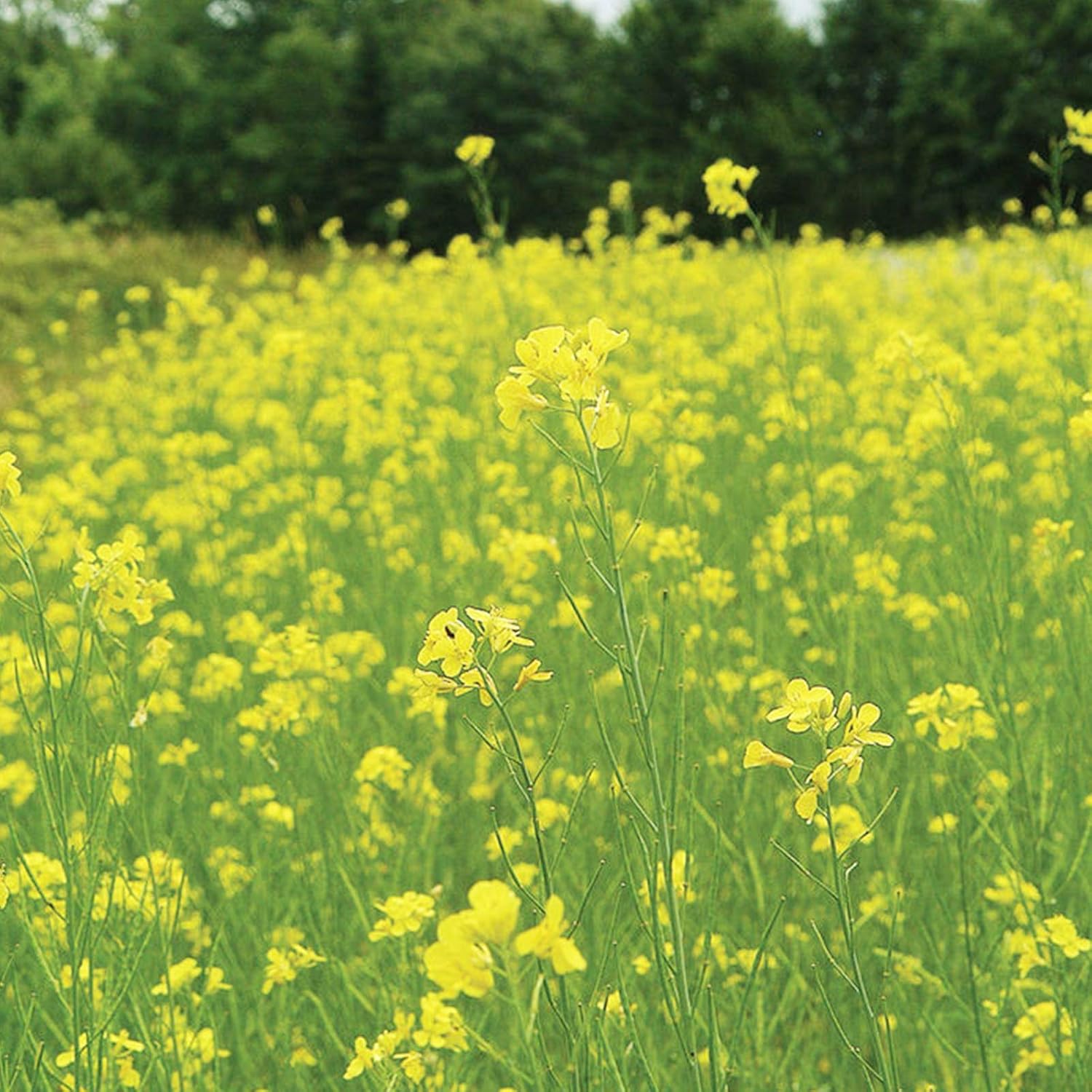 Pacific Gold Mustard Seeds by Mighty Mustard - 5 Lb - Non-GMO, Open Pollinated Farm & Garden Cover Crop Seeds