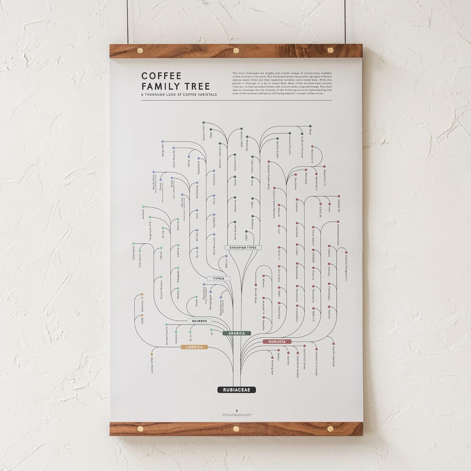 Goldleaf Coffee Family Tree Chart Print - Coffee Cultivar Infographic Wall Art - Coffee Chart Poster for Kitchen, Office or Coffee Shop - Rubiaceae Lineage Map Artwork - Print Only