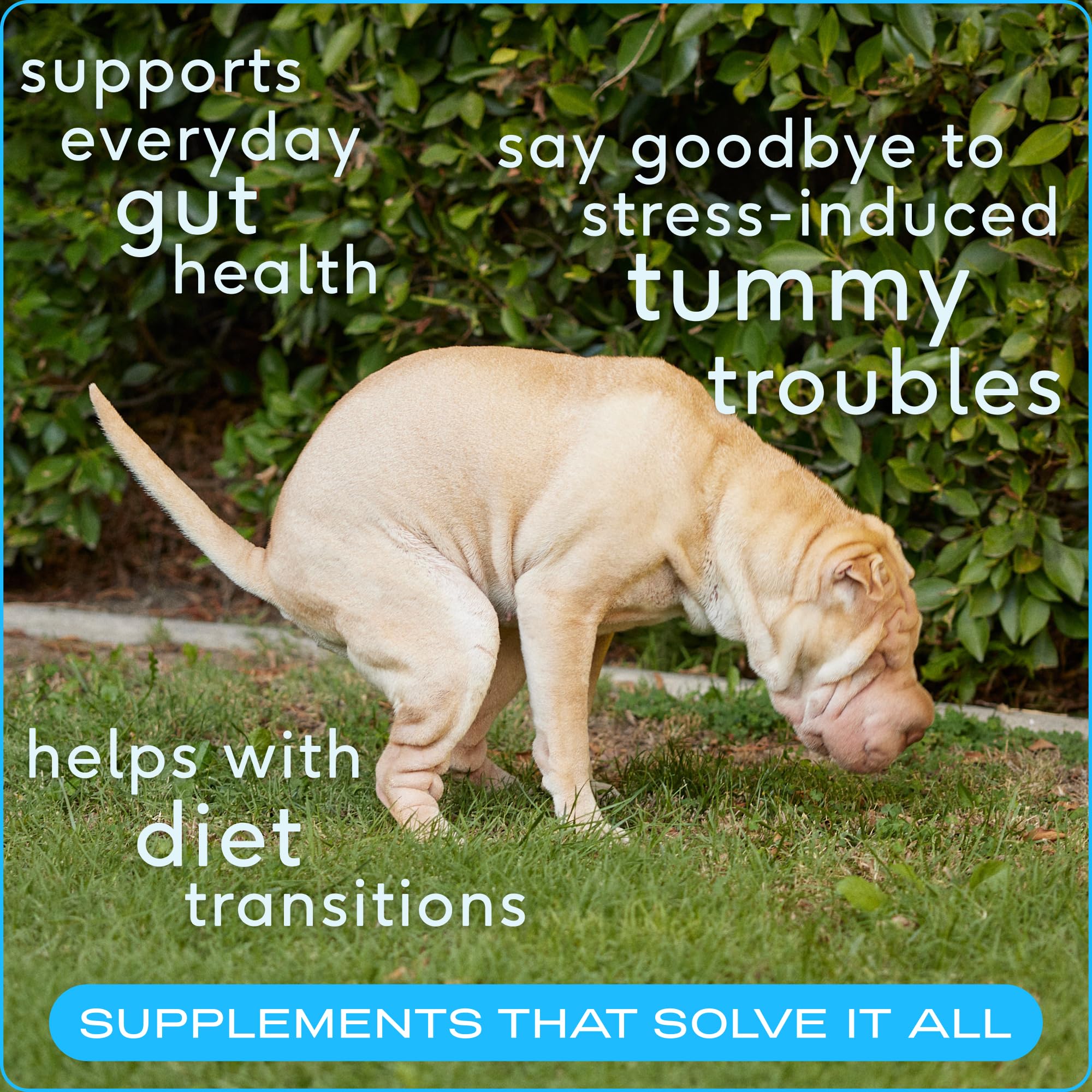 Native Pet Belly Bundle: Pumpkin for Dogs (8 Oz.) & Probiotic Powder for Dogs (4.1 Oz.) - All-Natural Remedy for Pet Diarrhea, Upset Stomach & Gas Relief - image 2