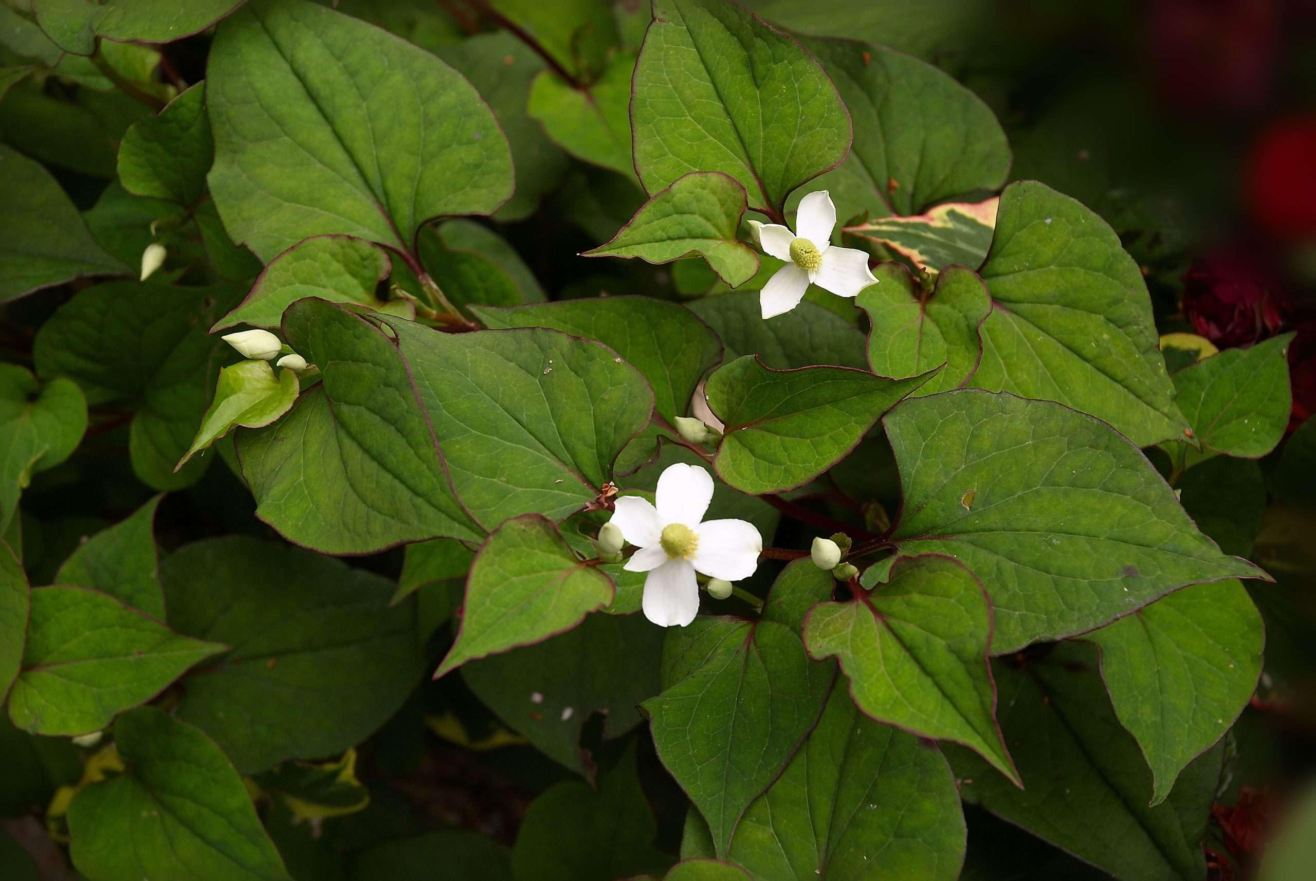 Lincolnshire Pond Plants Ltd - Houttuynia cordata ‘Plena’ (Orange Peel Plant) - Marginal Pond Plant - MP045-1 / 1Ltr