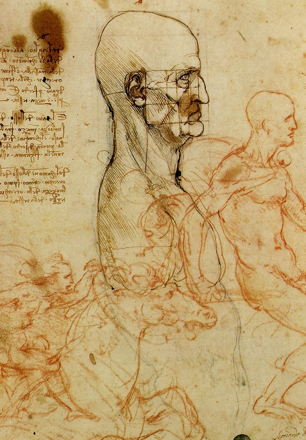 Leonardo Da Vinci Study of a Head grand format affiche d'art encadrée
