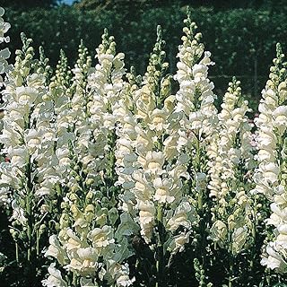 Antirrhinum majus ‘Royal Bride’, Snapdragon (400 Seeds) by Thompson and Morgan