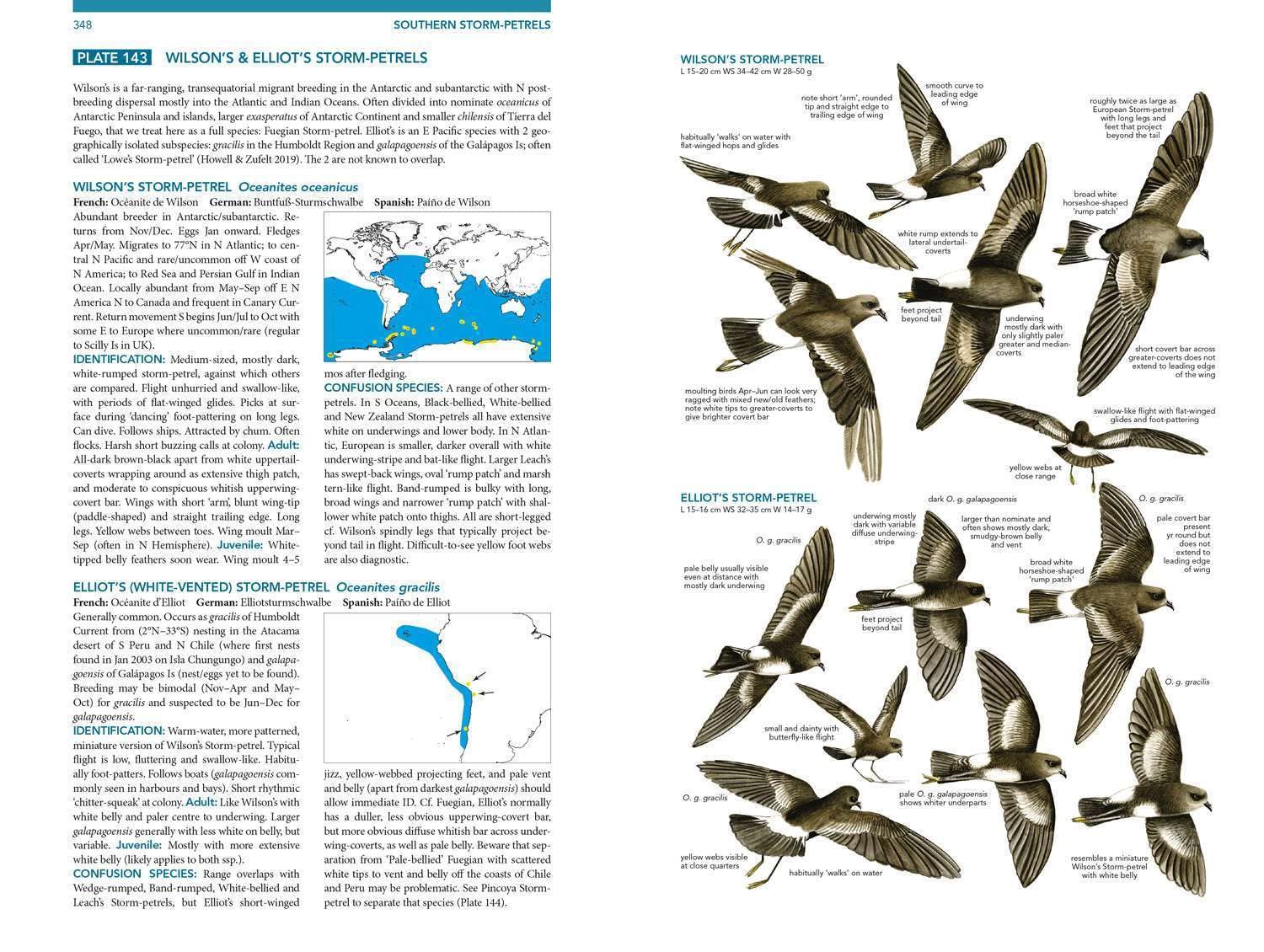 Seabirds. The New Identification Guide