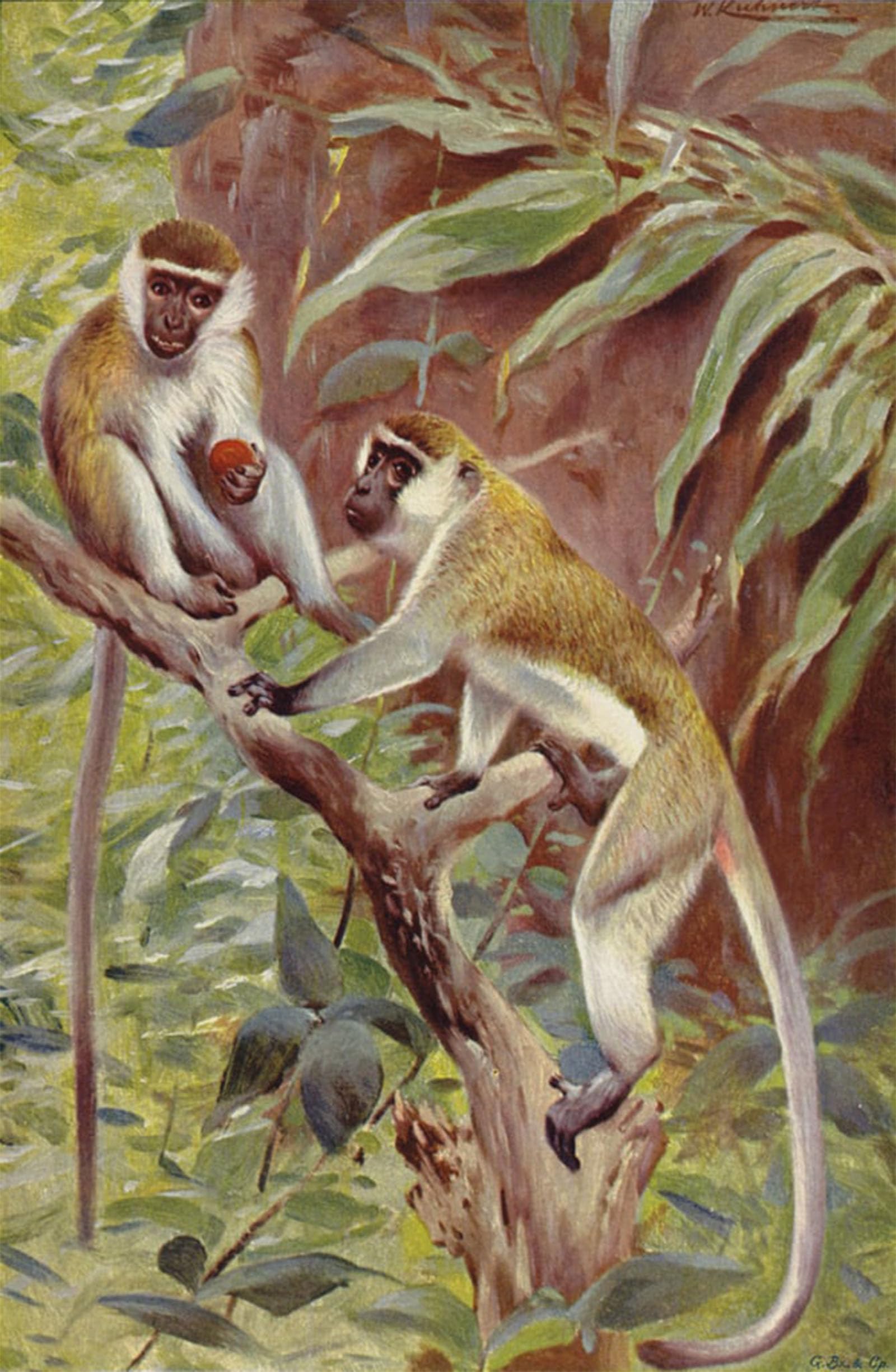 ARTXLXXBN Famous Art Print Poster Vintage Wall Art Green Monkey by After Wilhelm Kuhnert Canvas Art Poster for Home Decor 60x90cm