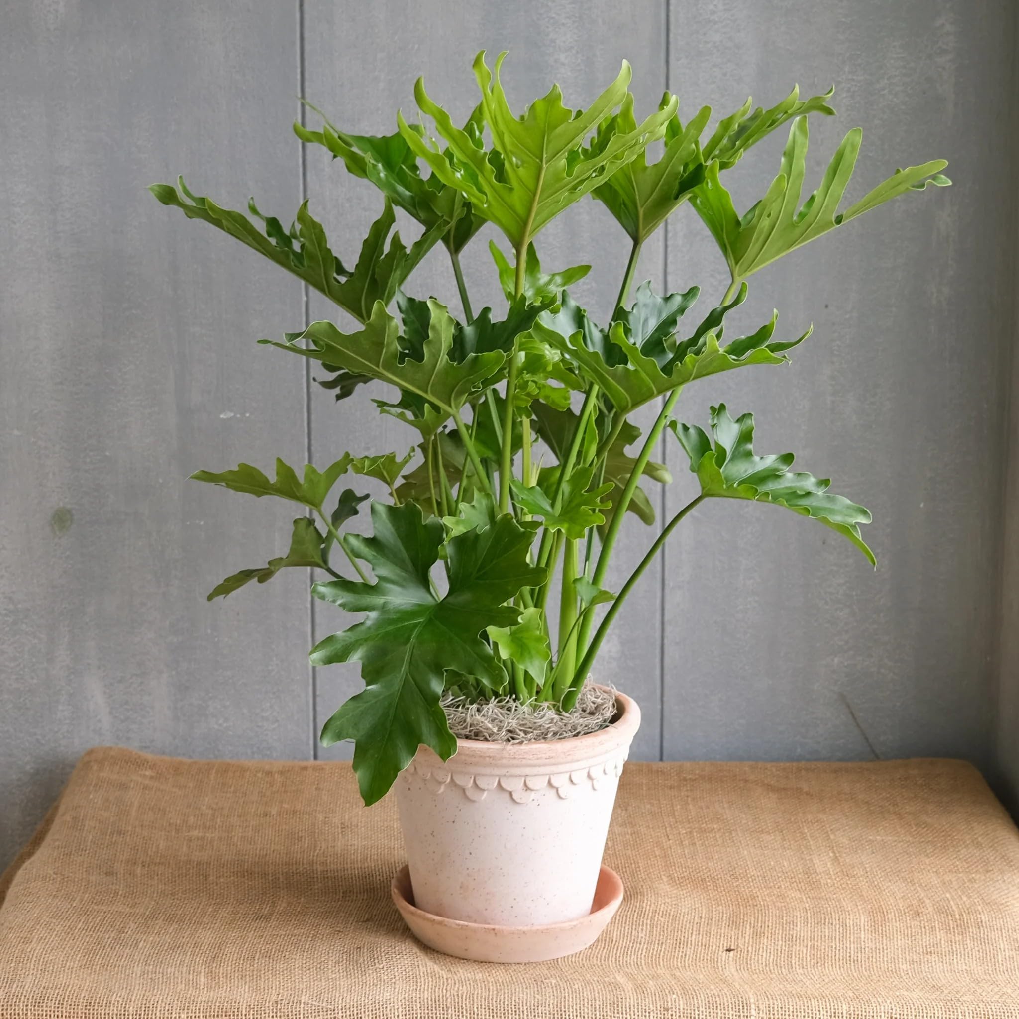 Philodendron Selloum Air Cleaning Plant | Split Leaf Green Houseplant | Pack of 1-image-36