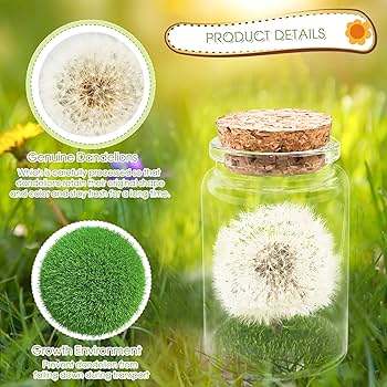 Pusteblume Im Glas - Echte Wunscherfüller Deko Mit Karte