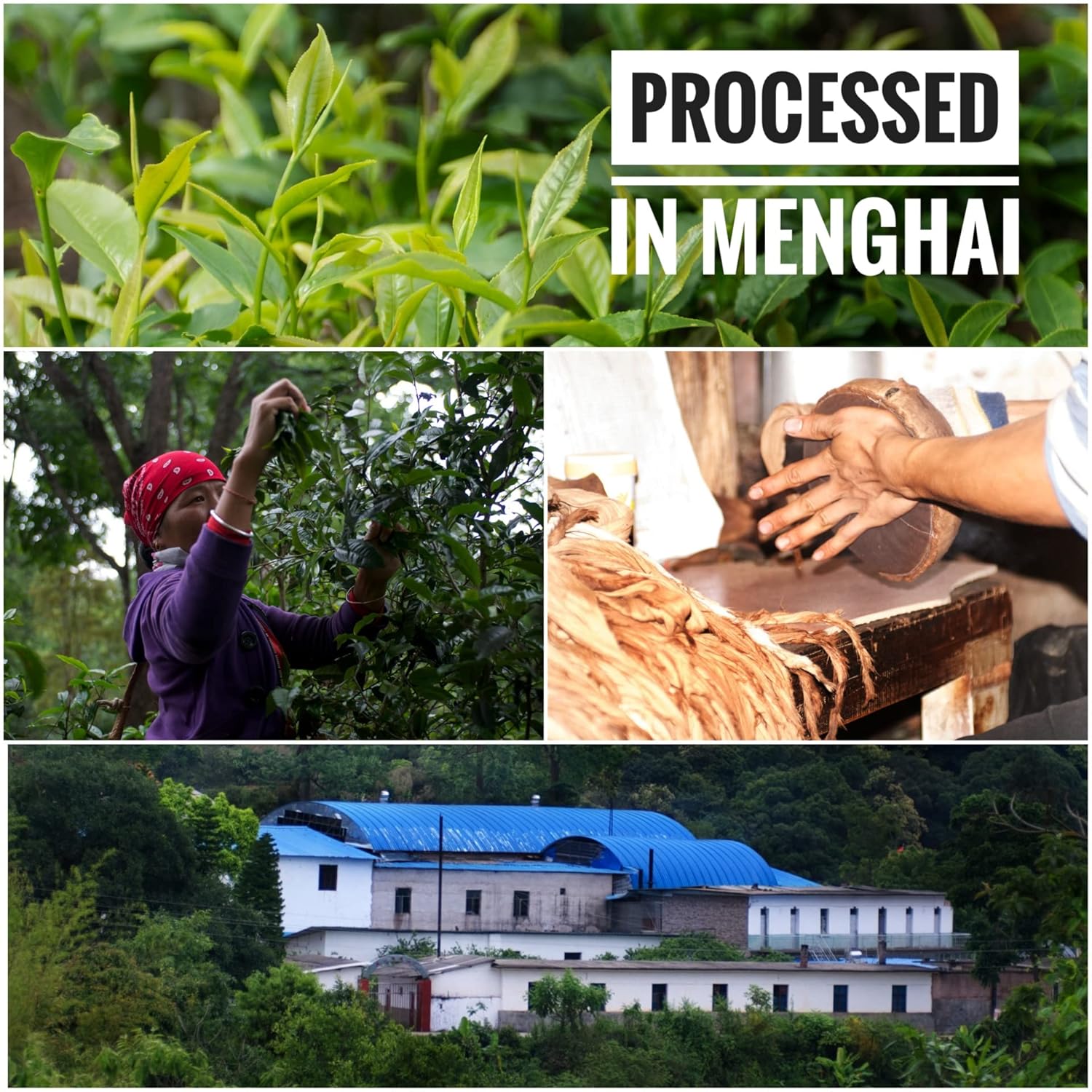 Jinglong Tea Factory - Puerh Tea 179 (150 Cups) Chinese Pu-erh Tea Cake (12.6 Ounce) - Image 5