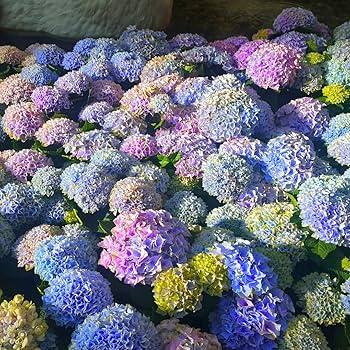 hydrangea0223ページ Hydrangea 3&4 — Lisa Masson Photography