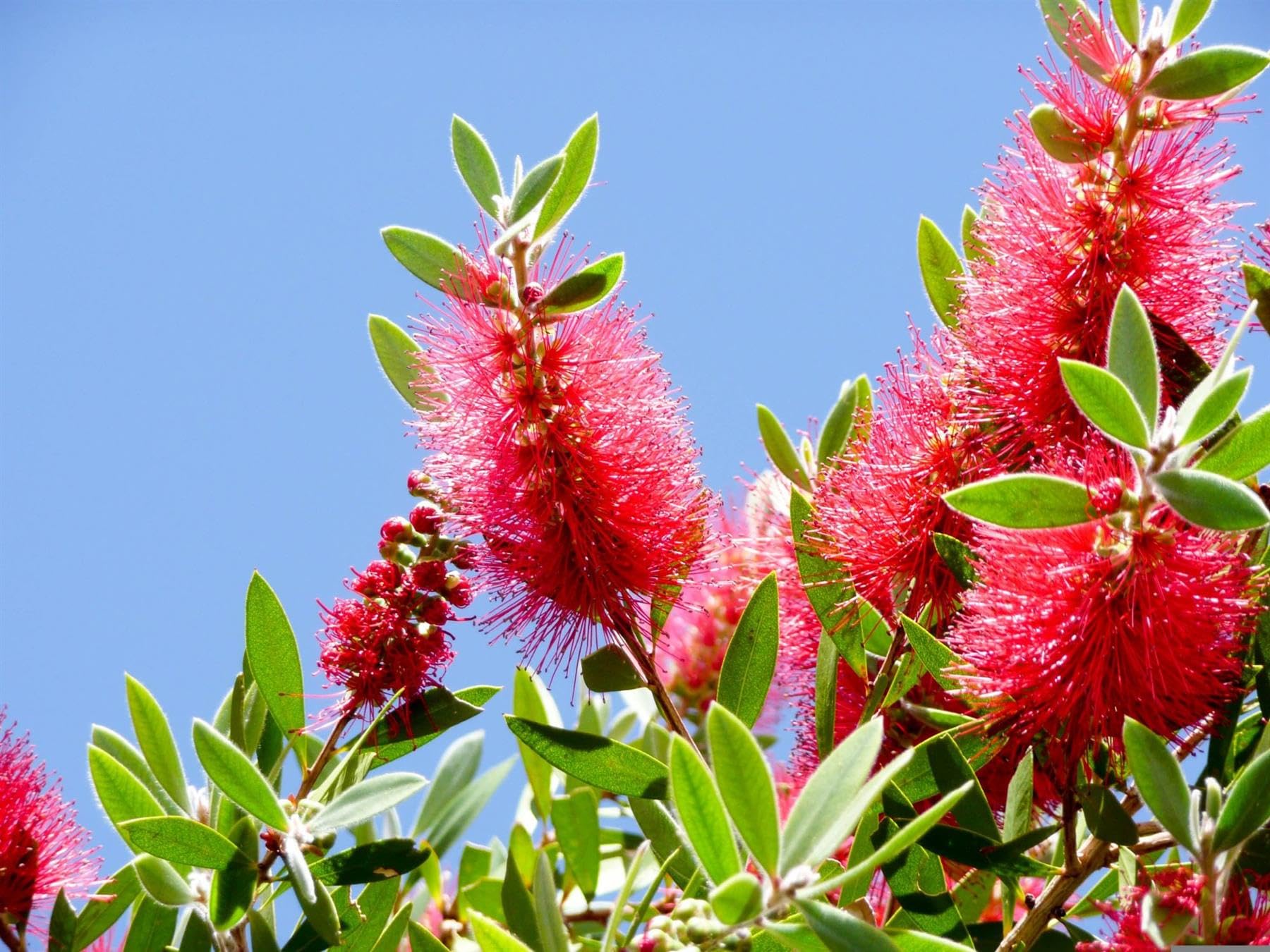 Direct Plants Callistemon Ridgitus Red Bottle Brush Evergreen Shrub, 2-3ft Tall