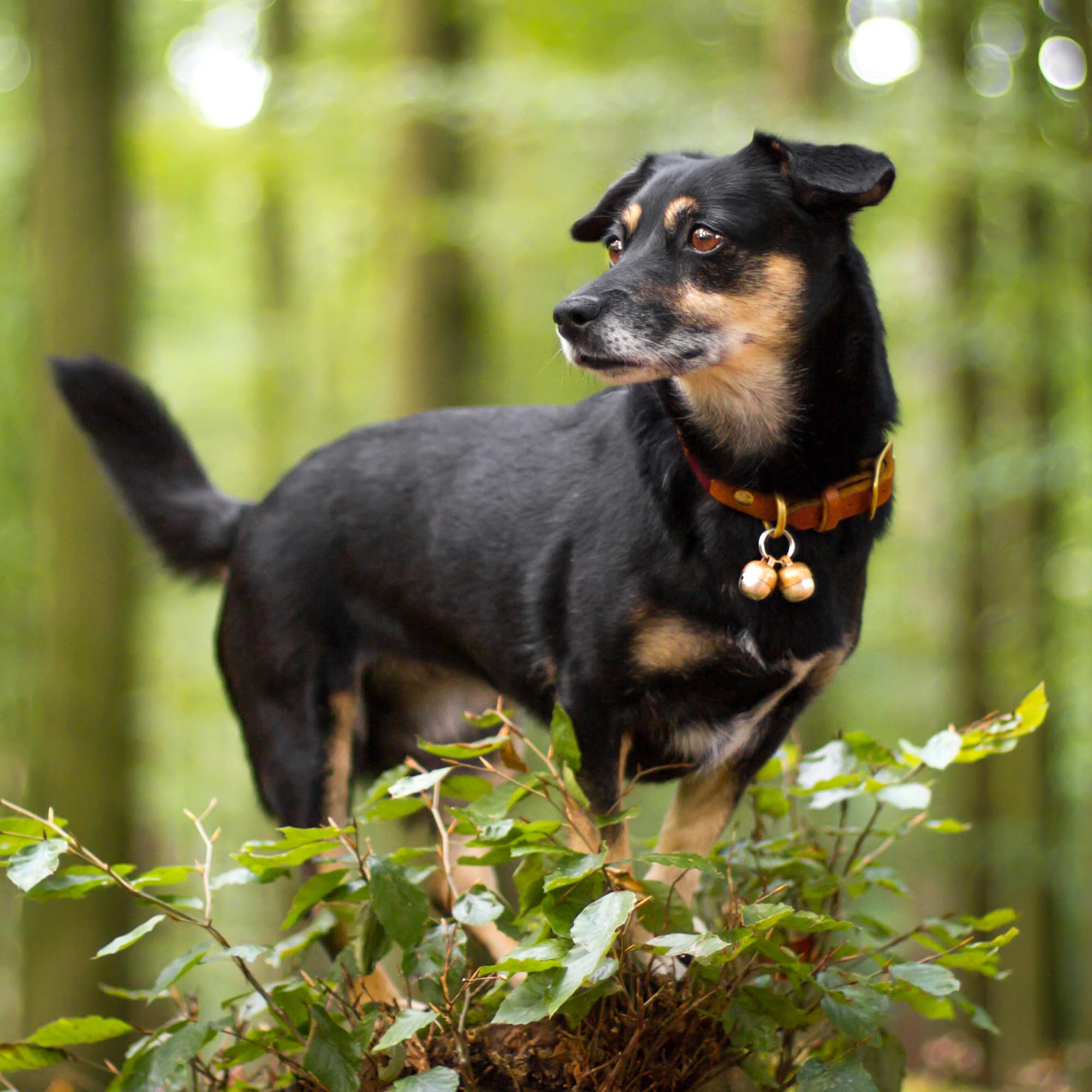Beau's Bells - 2 campane extra forti per cani e gatti | Tracker di animali | Campane in rame fatte a mano