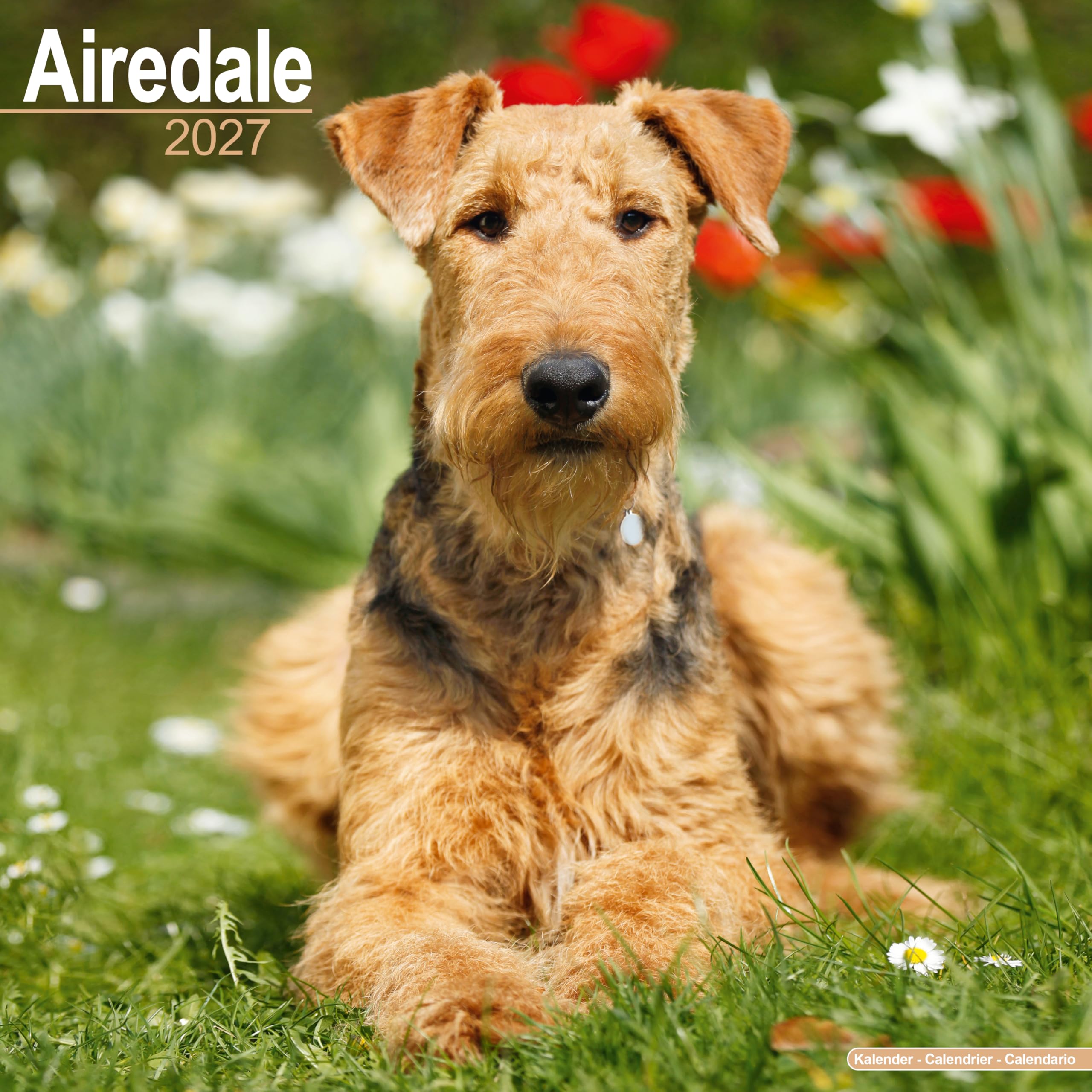 Airedale Terrier Calendar 2027