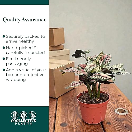 Miniatura 7 de Calathea Whitestar - Planta viva en una maceta de cultivo de 6 pulgadas, viva en interiores, fácil de cultivar, fácil de cuidar y de bajo