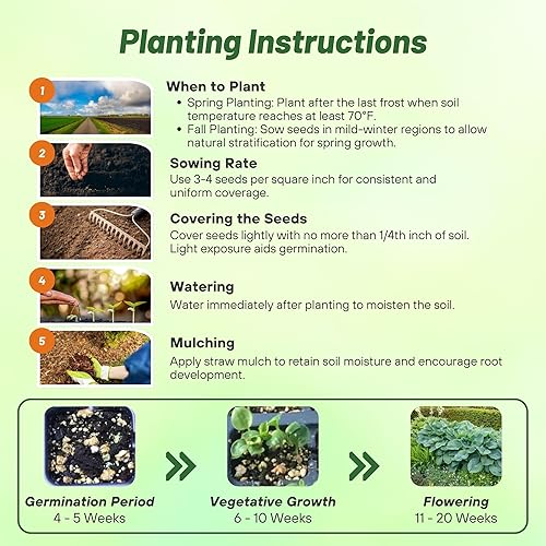 Miniatura 4 de Outsidepride Hosta American Seeds - 100 unidades. Perenne, fácil de cultivar y de bajo mantenimiento, semillas de flores para plantar follaje mixto