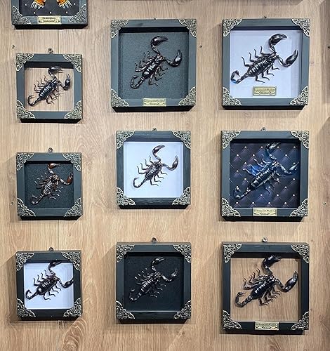 Miniatura 4 de Real enmarcado escorpión muerto insecto seco escarabajo amante marco negro caja de sombra taxidermia rareza coleccionables espécimen decoración de
