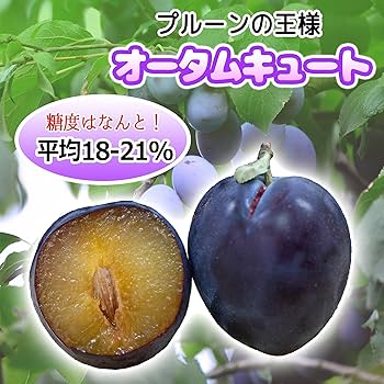オータムキュート約4㎏！ プルーン（オータムキュート）4箱 ※残り僅か