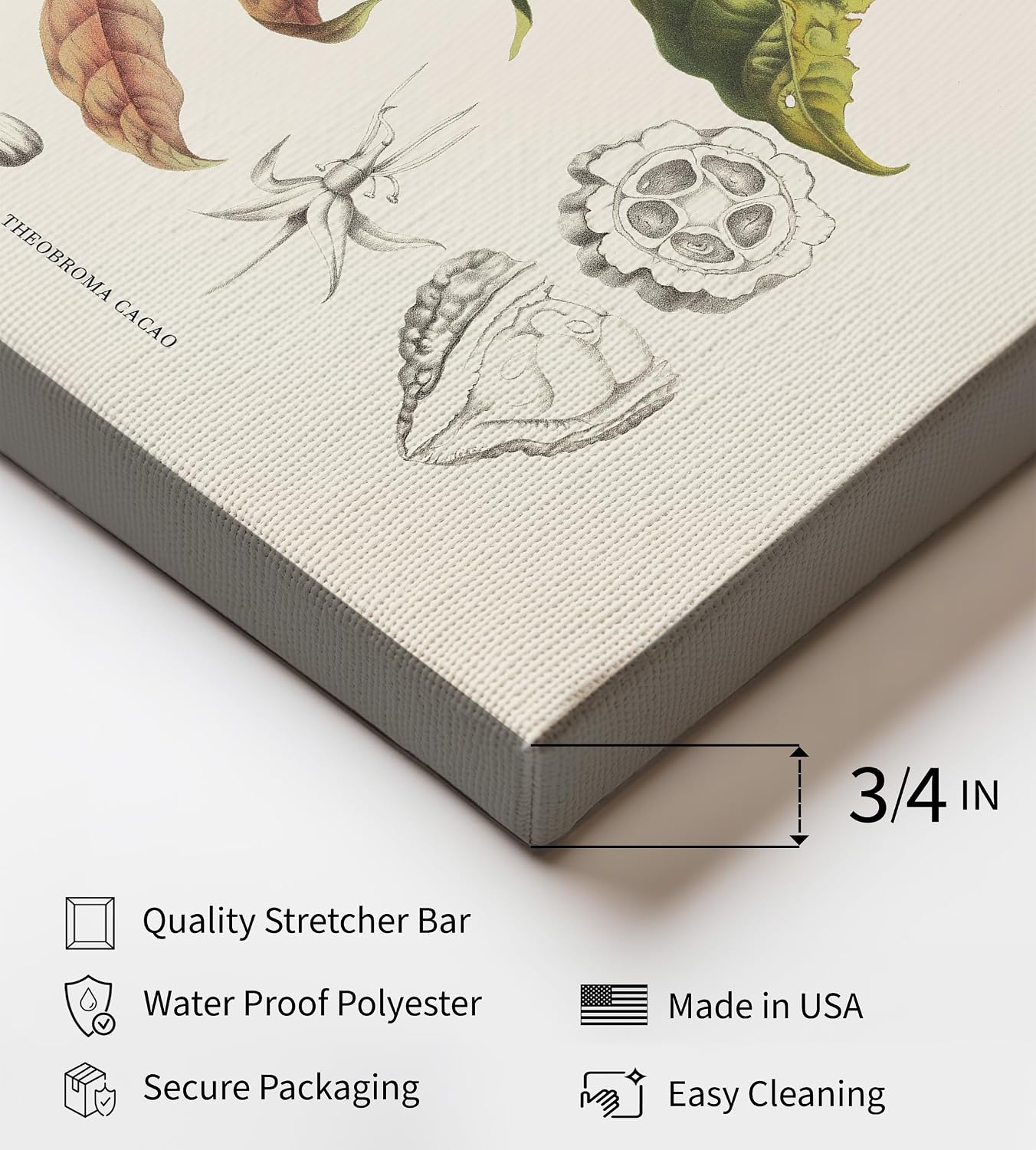 Poster Master Theobroma Cacao Canvas - Cocoa Beans Canvas - Botanical Art - Chic Wall Design - Floral Aesthetic Art - Great Office, Living Room or Bedroom Decor - 8x10 STRETCHED Canvas