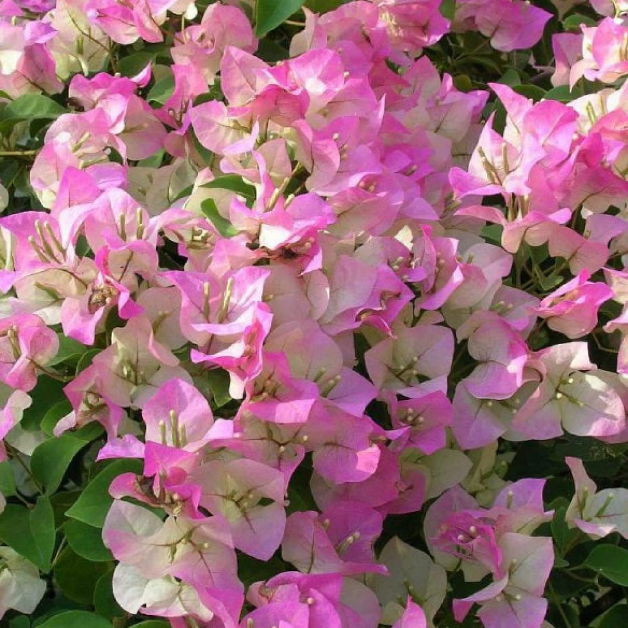 Gurveplantationi Vibrant Bougainvillea Live Plant - Multicolour Blooms - Outdoor Garden Beauty (B0CHB9CH1C) Amazon Price History, Amazon Price Tracker