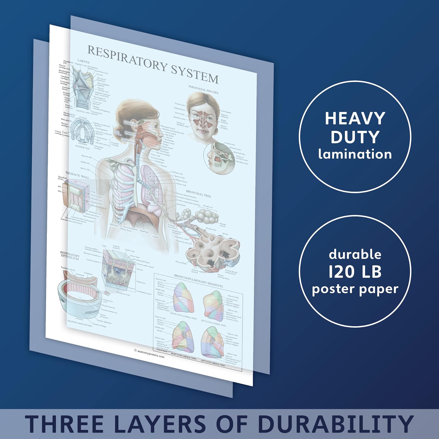 Palace Learning Laminated Respiratory System Anatomical Chart - Lung Anatomy Poster - 18" x 24"