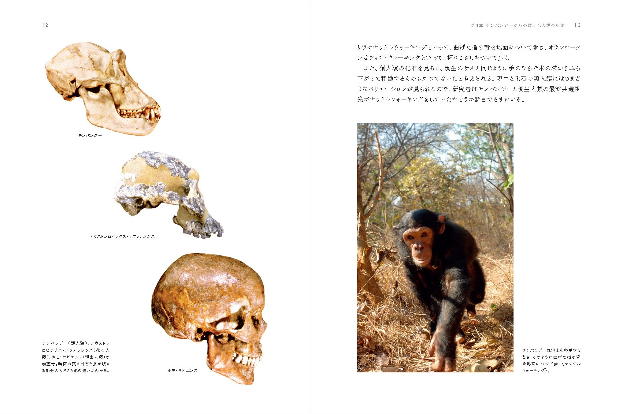 サピエンス物語 大英自然史博物館シリーズ 2 大英自然史博物館 ルイーズ ハンフリー クリス ストリンガー 国立科学博物館 篠田謙一 藤田祐樹 山本大樹 本 通販 Amazon