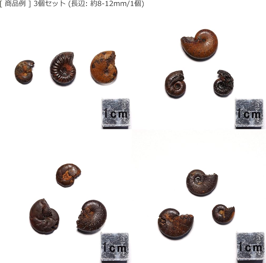 Amazon.co.jp: 【N2 stone Natural】天然化石 ヘマタイト化した