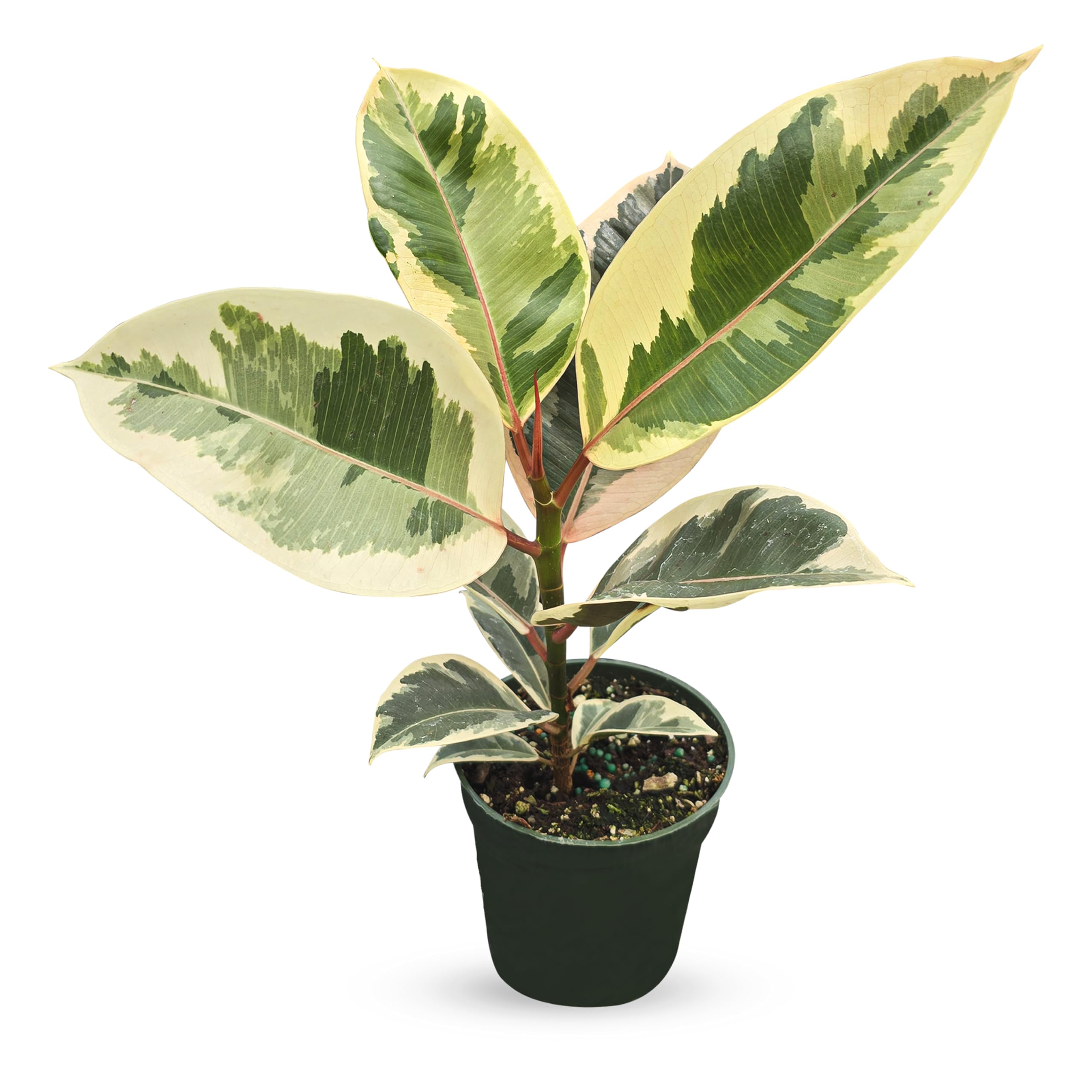 Amazon.com : Bumble Plants Variegated Rubber Tree Ficus Tineke [Winter  Thermal Packaging Included] | Elegant White, Green & Pink Leaves House  Plants Indoors Live, Low Maintenance Live Plants Indoor : Patio, Lawn
