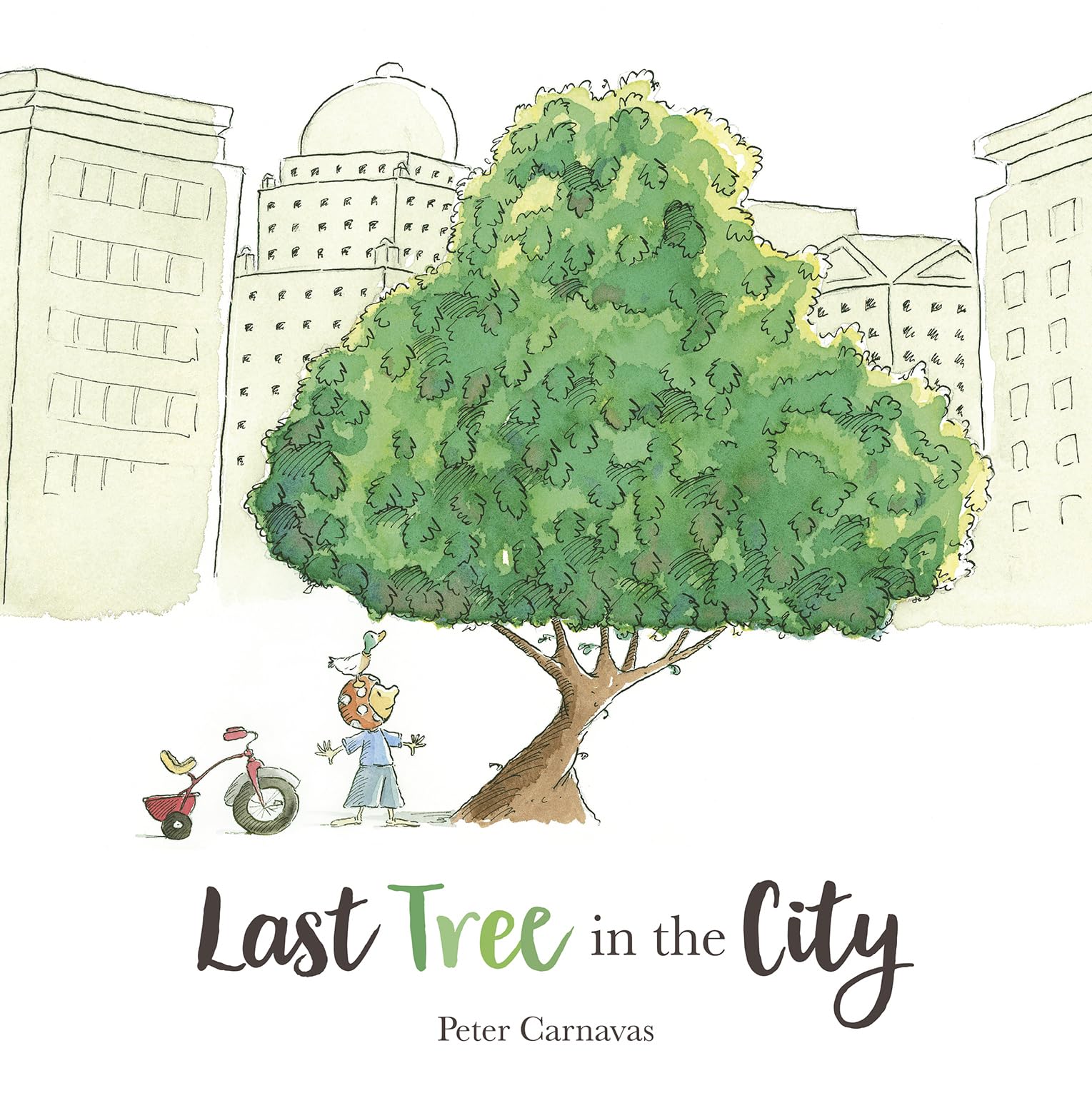 Last Tree in the City by Peter Carnavas (Paperback Book)