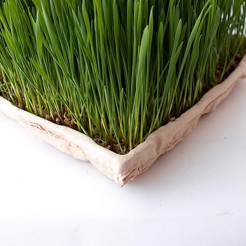 Miniatura 4 de Handy Pantry True Microgreen Tray - Bandejas compostables para cultivo de plantas ecológicas, hojas de papel rígido de un solo uso con agujeros, se