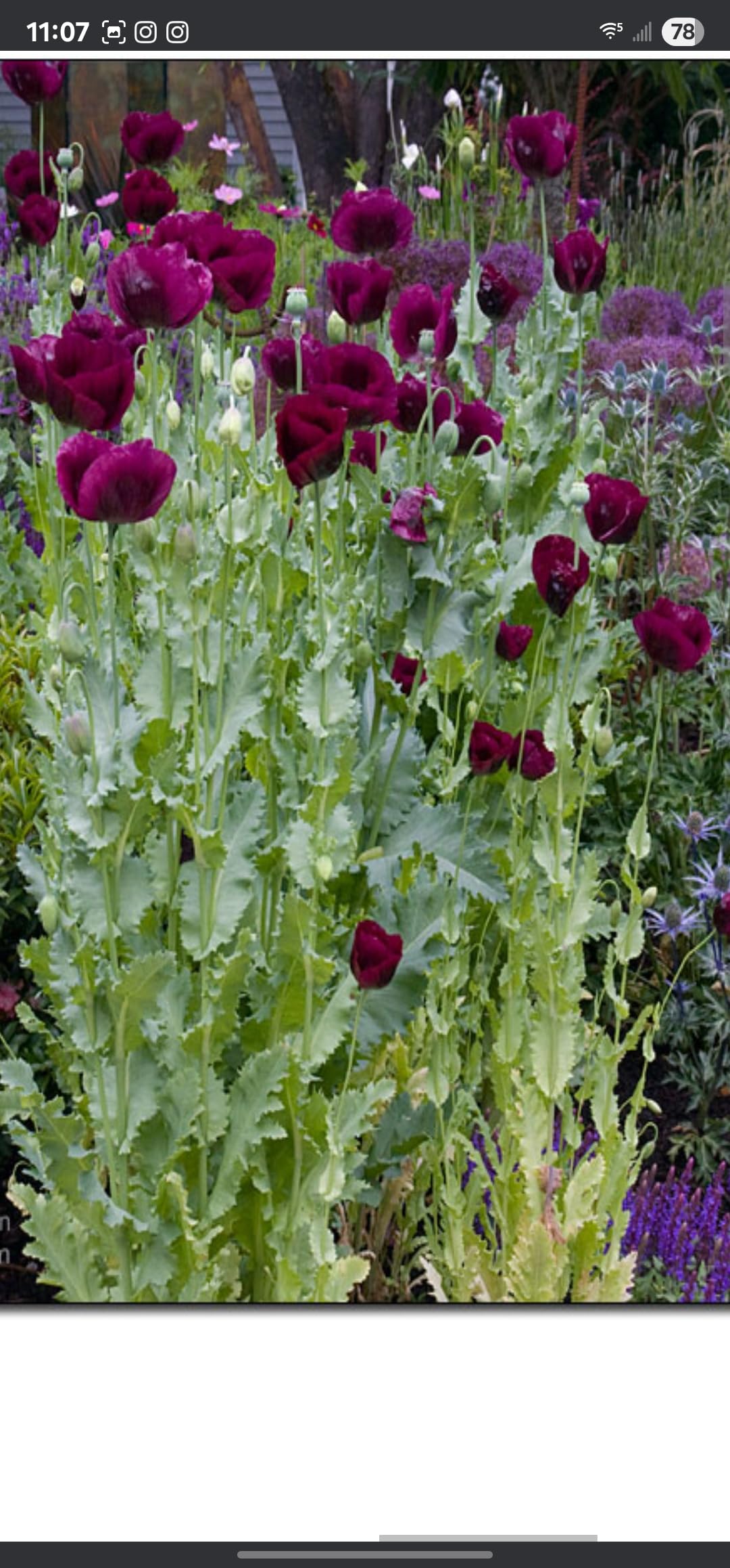 Lauren's Grape Papaver Somniferum Seeds