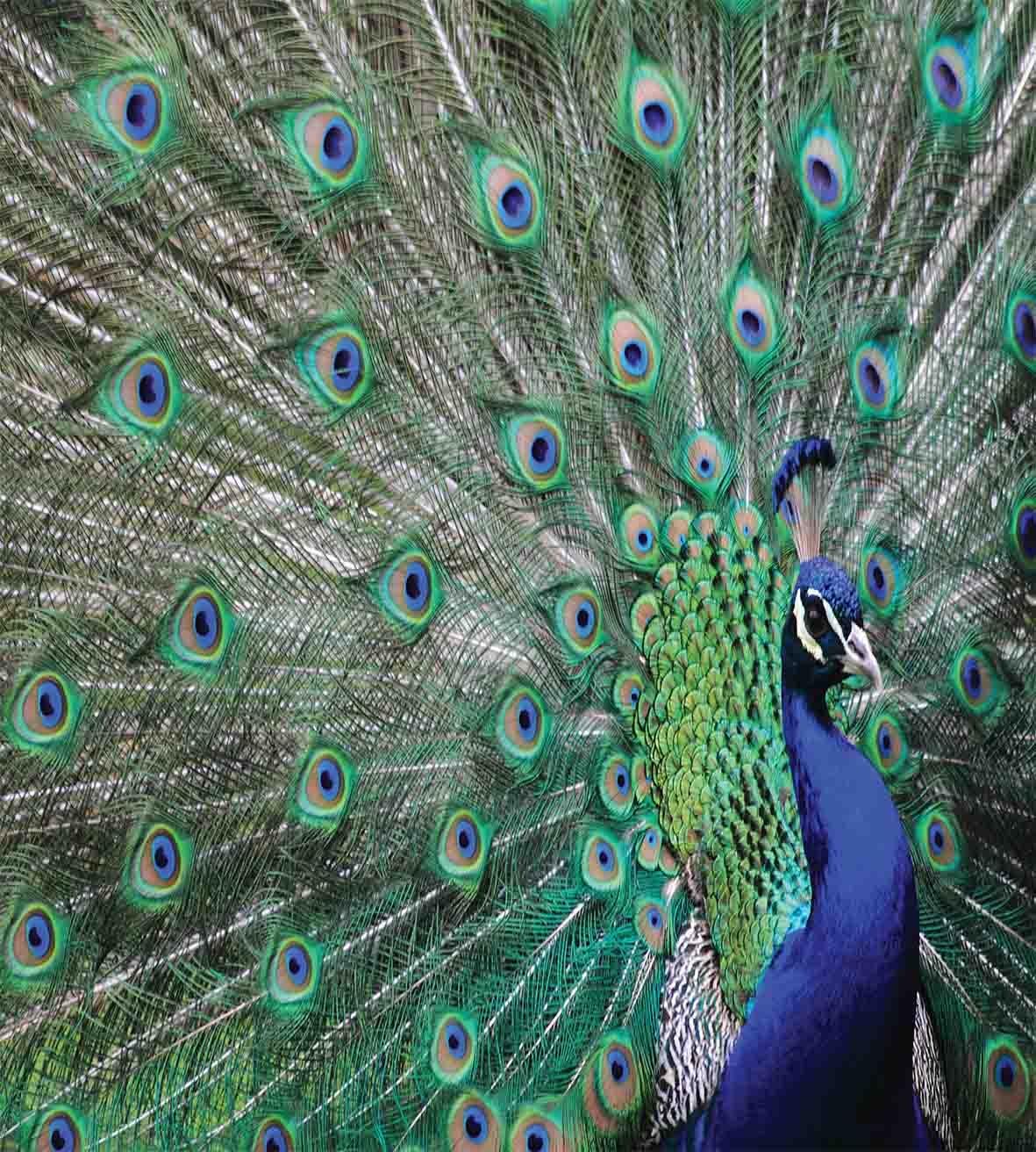 Ambesonne Peacock Duvet Cover Set, Peacock Displaying Elongated Majestic Feathers Open Wings Picture, Decorative 3 Piece Bedding Set with 2 Pillow Shams, King Size, Brown Navy King Brown Navy