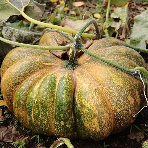 Miniatura 10 de Eden Brothers Semillas de calabaza Rouge VIF d'Etampes Semillas sin OMG para plantar, paquete  Semillas vegetales de alto rendimiento y rápido