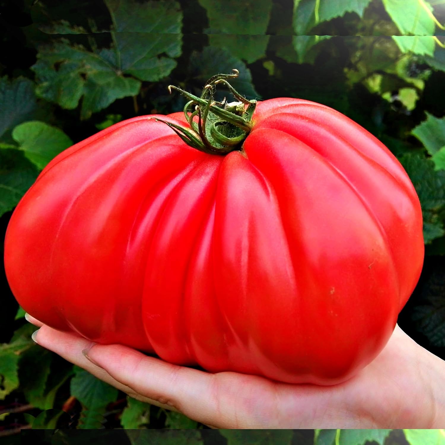 Big A Tomato Premium Organic Fertilizer with Kelp 13.5oz Indoor/Outdoor Plant Fertilizer