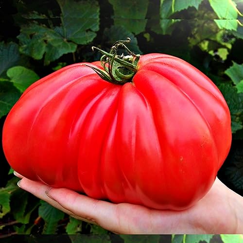 Miniatura 8 de Big A Tomato Fertilizante orgánico prémium con algas marinas de 13.5 onzas para interiores y exteriores, fertilizante para plantas