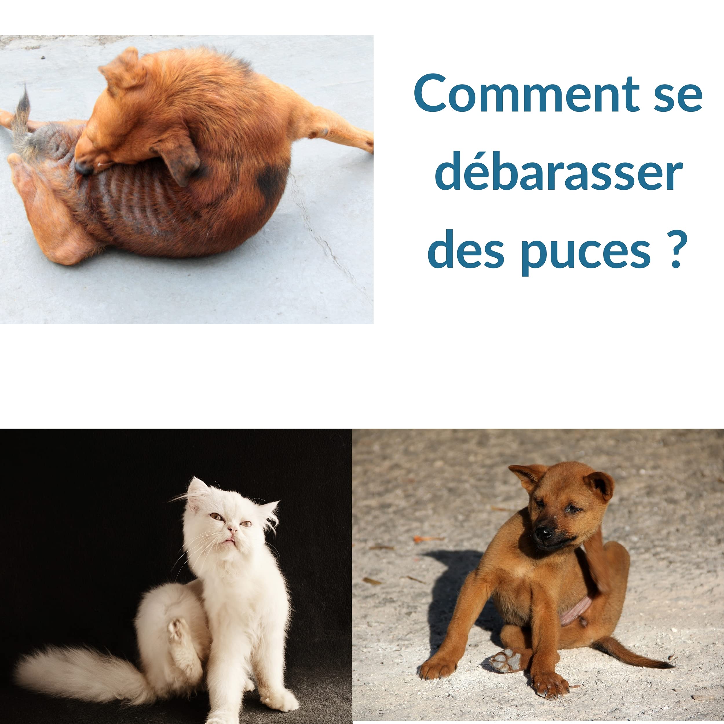Peigne anti puce et tique pour chien et chat. Kit de crochet et tire tiques pour enlever et éliminer puces et poux des animaux de compagnie. Outil de toilettage. Elimination naturelle Lot de 5 pcs