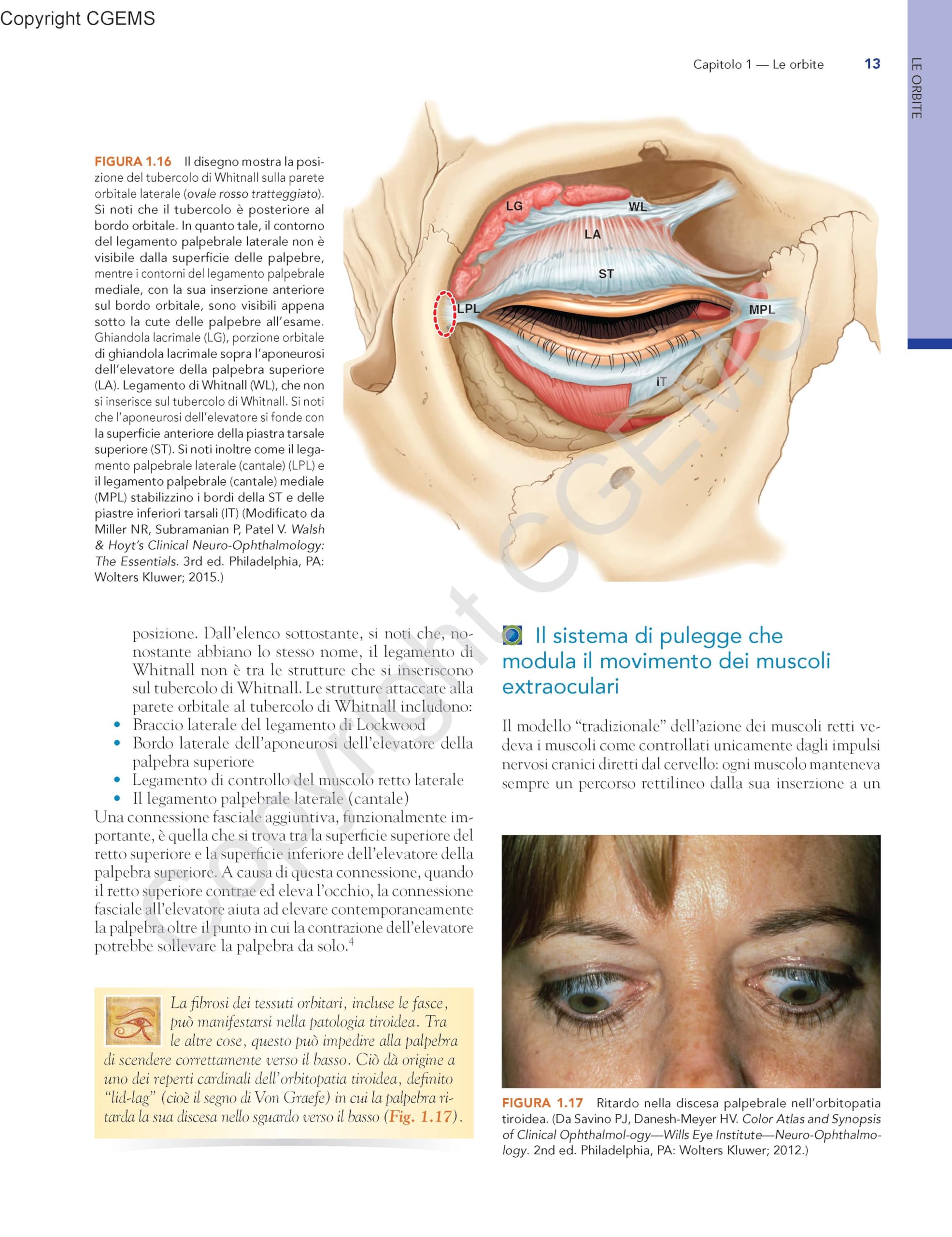 Anatomia dell'occhio e dell'orbita. Fondamenti clinici