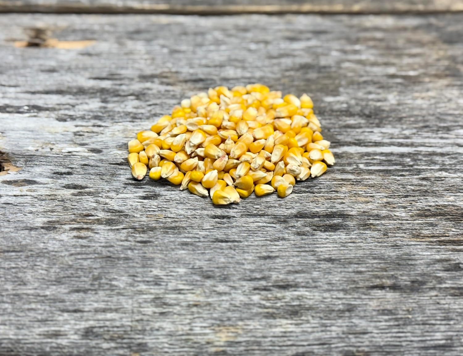 Hale Habitat & Seed Glyphosate Tolerant Field Corn Food Plot Seed, 5 lbs