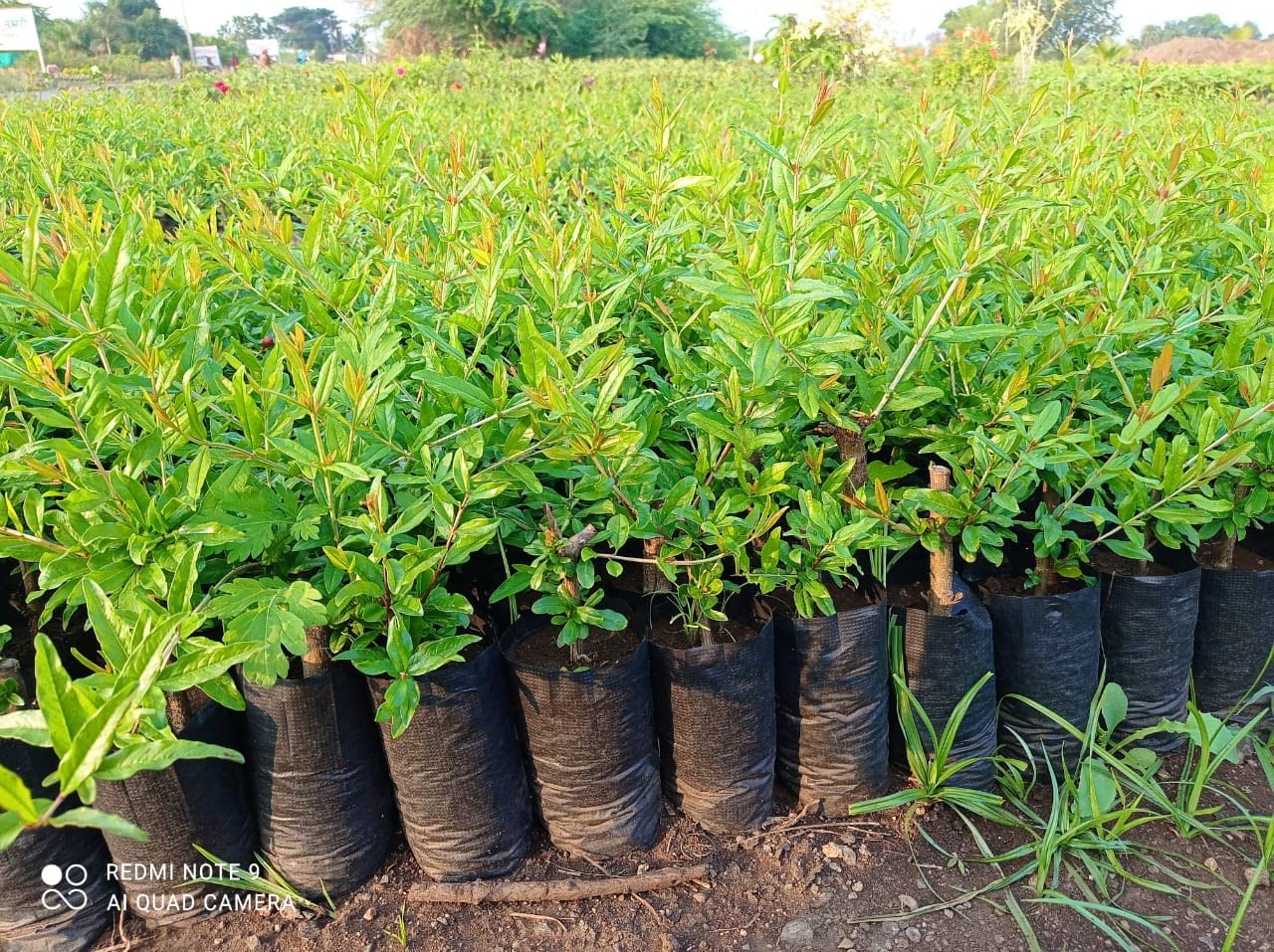 Plant Bazar Super Bhagwa Anar Plant Fruit Plant Without Pot_2Ft (B09QHWHZ5B) Amazon Price History, Amazon Price Tracker
