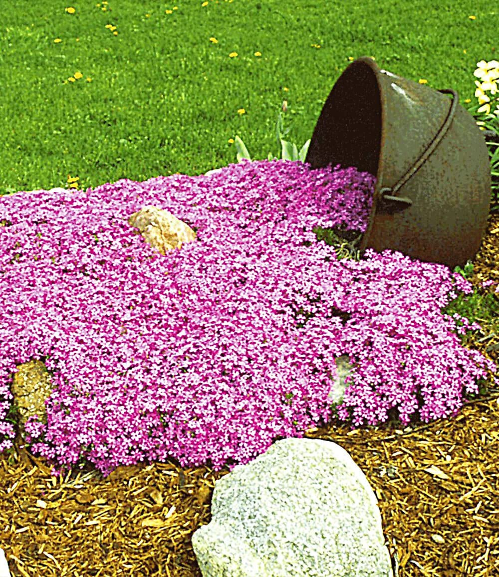 BALDUR Garten 25x Teppichphlox "Emerald Pink", Pflanzen im 9x9 cm-Topf, Polsterphlox, winterharte Staude, Bodendecker, trockenresistent, mehrjährig, bienenfreundlich, pflegeleicht, Phlox subulata