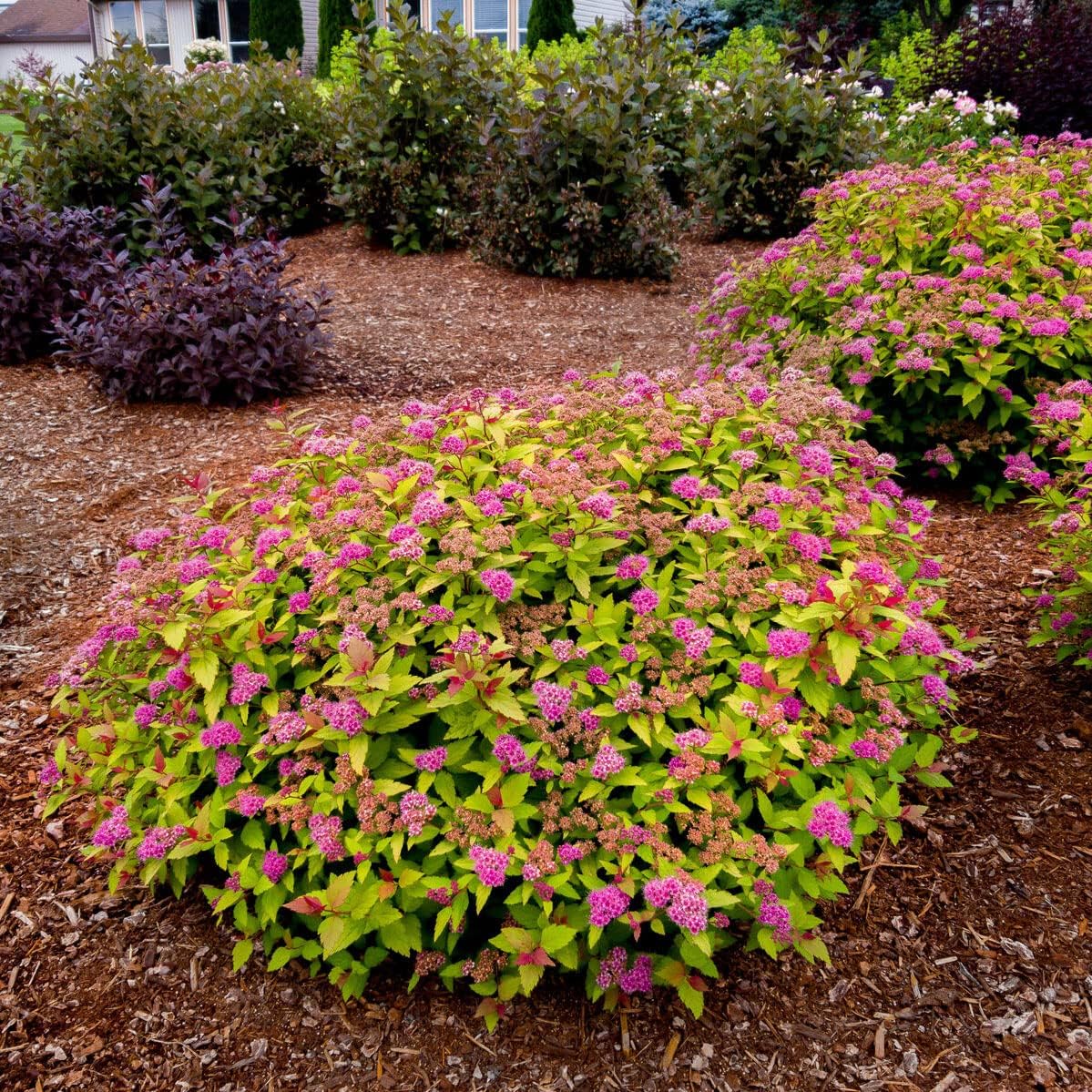Rainbow Fizz Spirea - 3 gal - Bloomin' Easy - Deciduous Flowering Shrub - Deep Pink Blooms - Multi-Changing Color Foliage - Zones 3-8 - Spiraea Japonica ‘Matgold’ PP28876-3 Gallon Pot