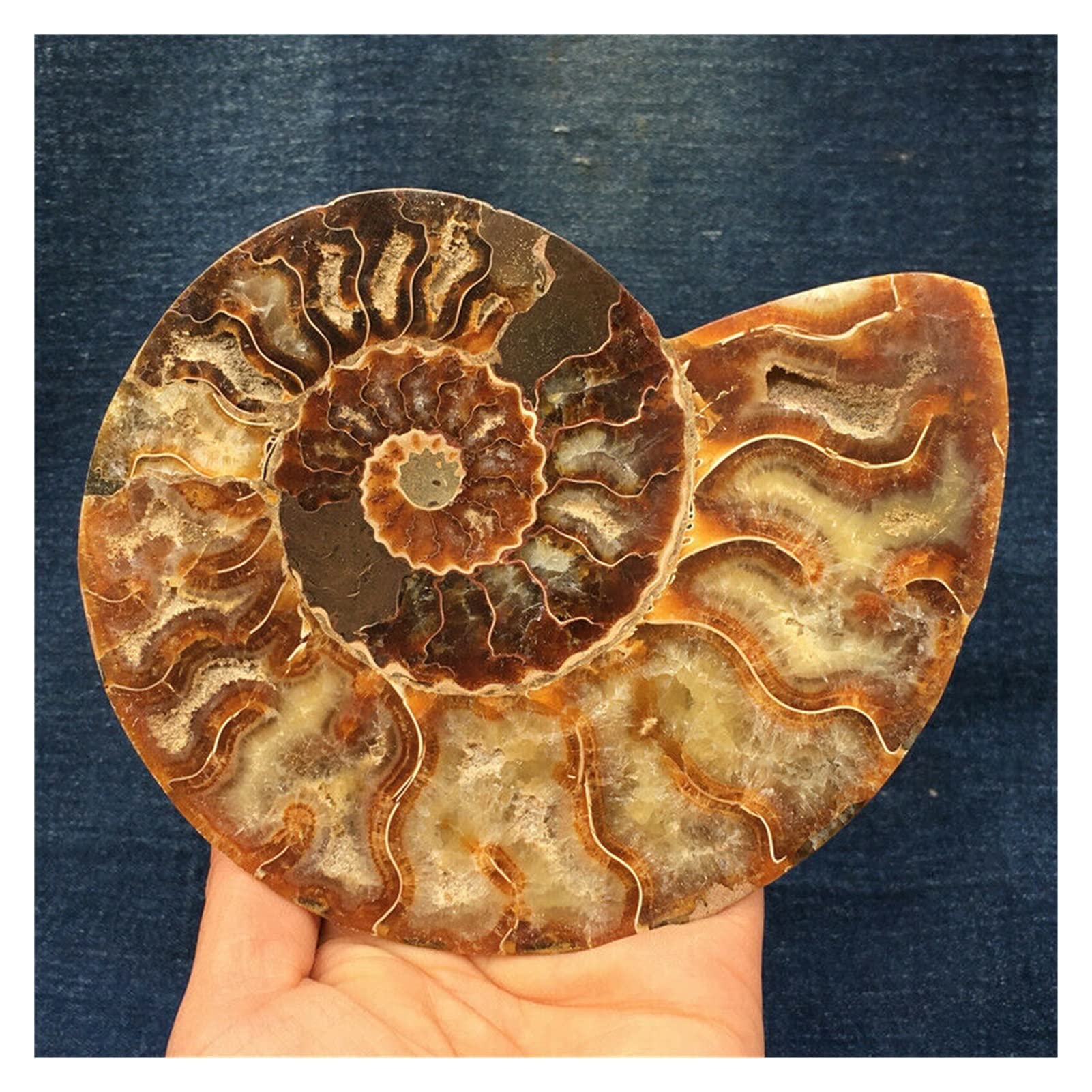 Amazon.co.jp: 天然水晶の原石 1pc 天然アンモナイト巻貝結晶石標本