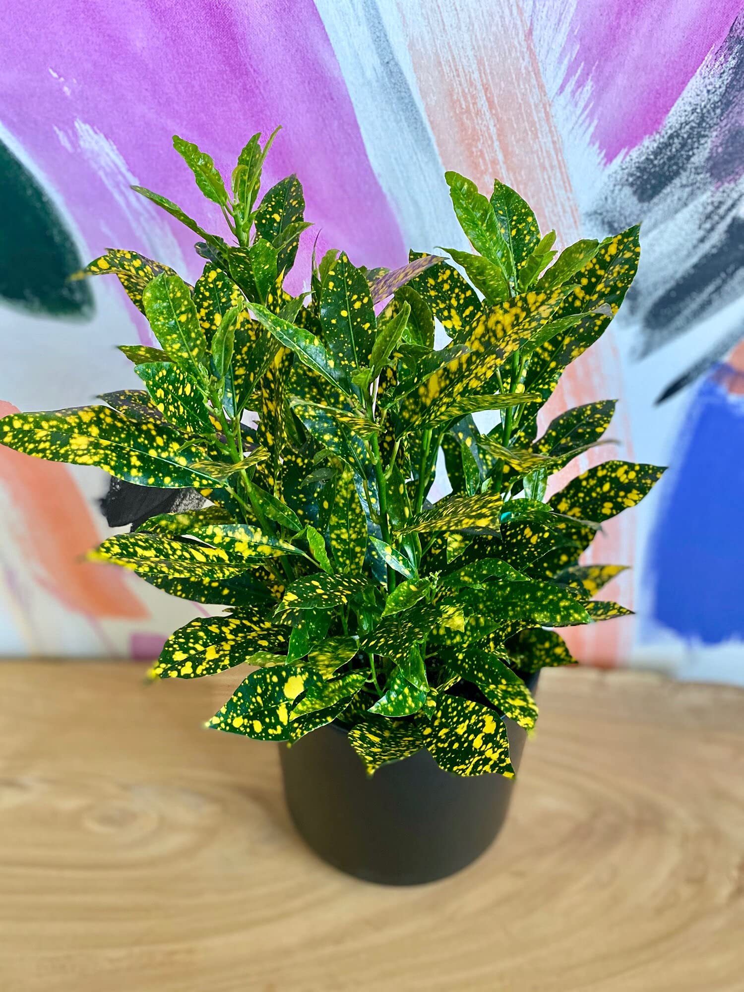 InGreen Croton Indoor Live Plant || Gold Dust || For Home Decorations & Natural Air Purification || Pack Of 1. (B09FHY6LPN) Amazon Price History, Amazon Price Tracker