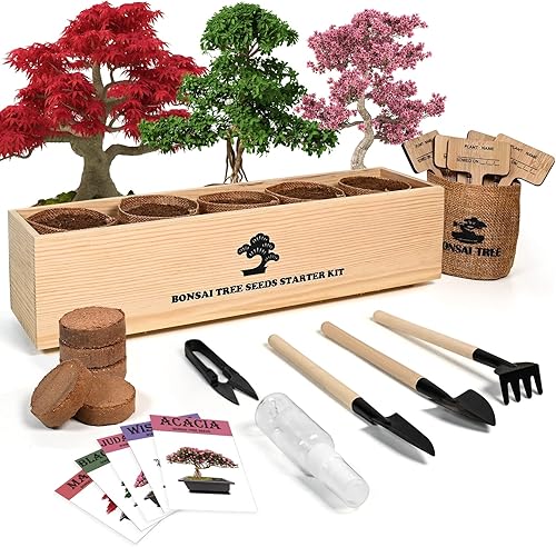 Kit de árbol bonsái con kit completo de iniciación de crecimiento, gran regalo de bricolaje para cultivar en maceta para adultos disponible en Yaxa Guatemala